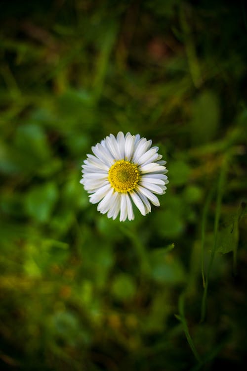 A single white daisy in the middle of a green field