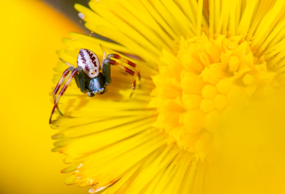 A small spider is sitting on top of a yellow flower