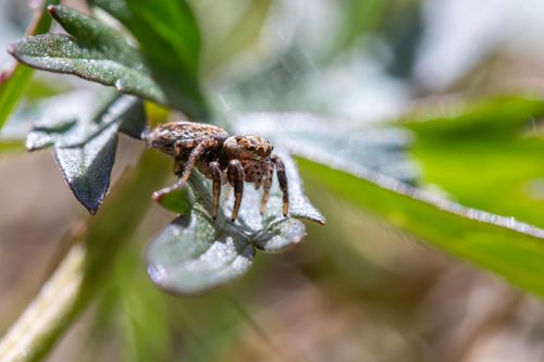 Free Detailed macro shot of a Dendriphantes spider resting on a leaf in natural sunlight. Stock Photo