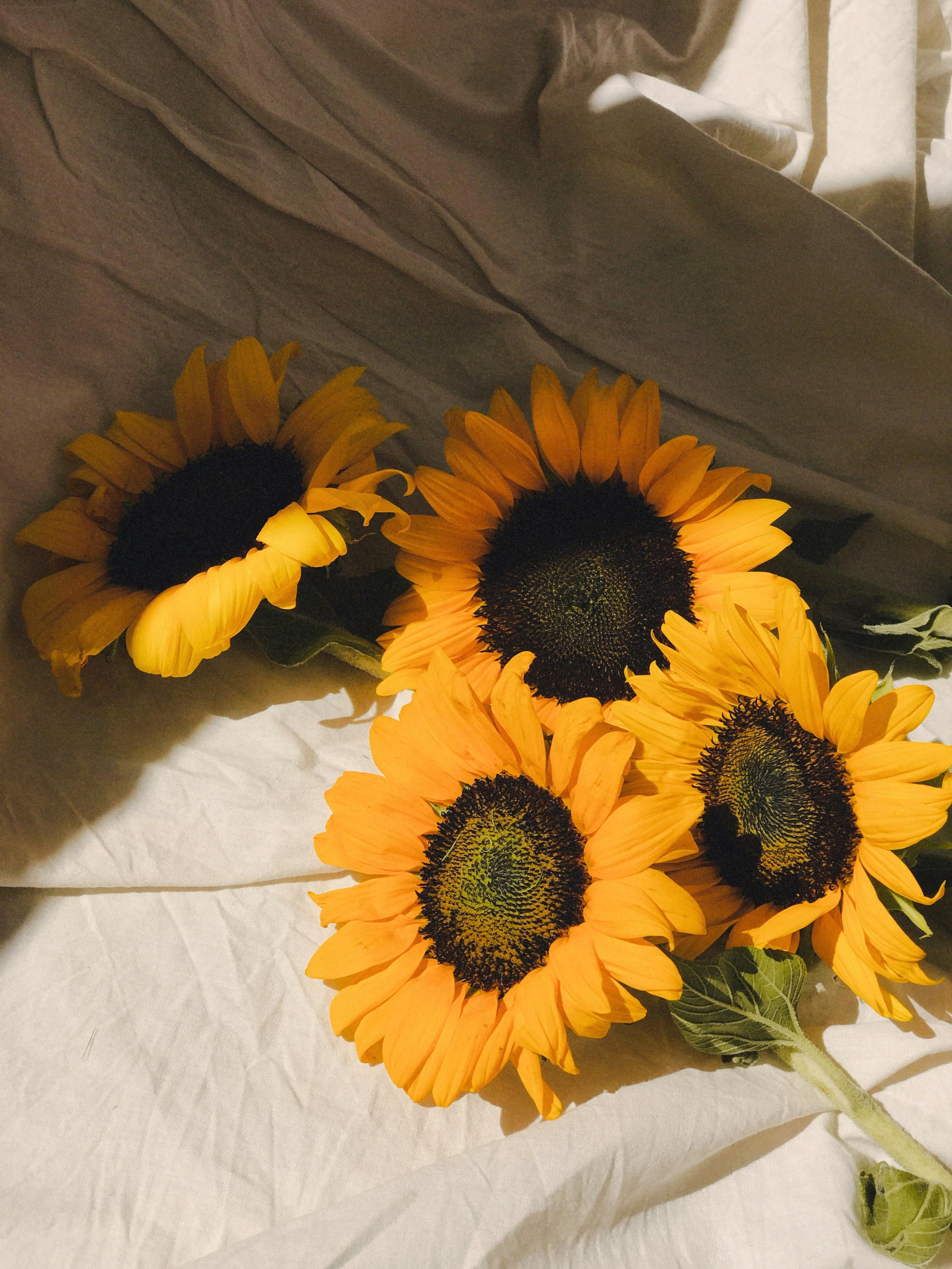 A beautiful arrangement of vibrant sunflowers basking in warm sunlight on a white fabric backdrop.