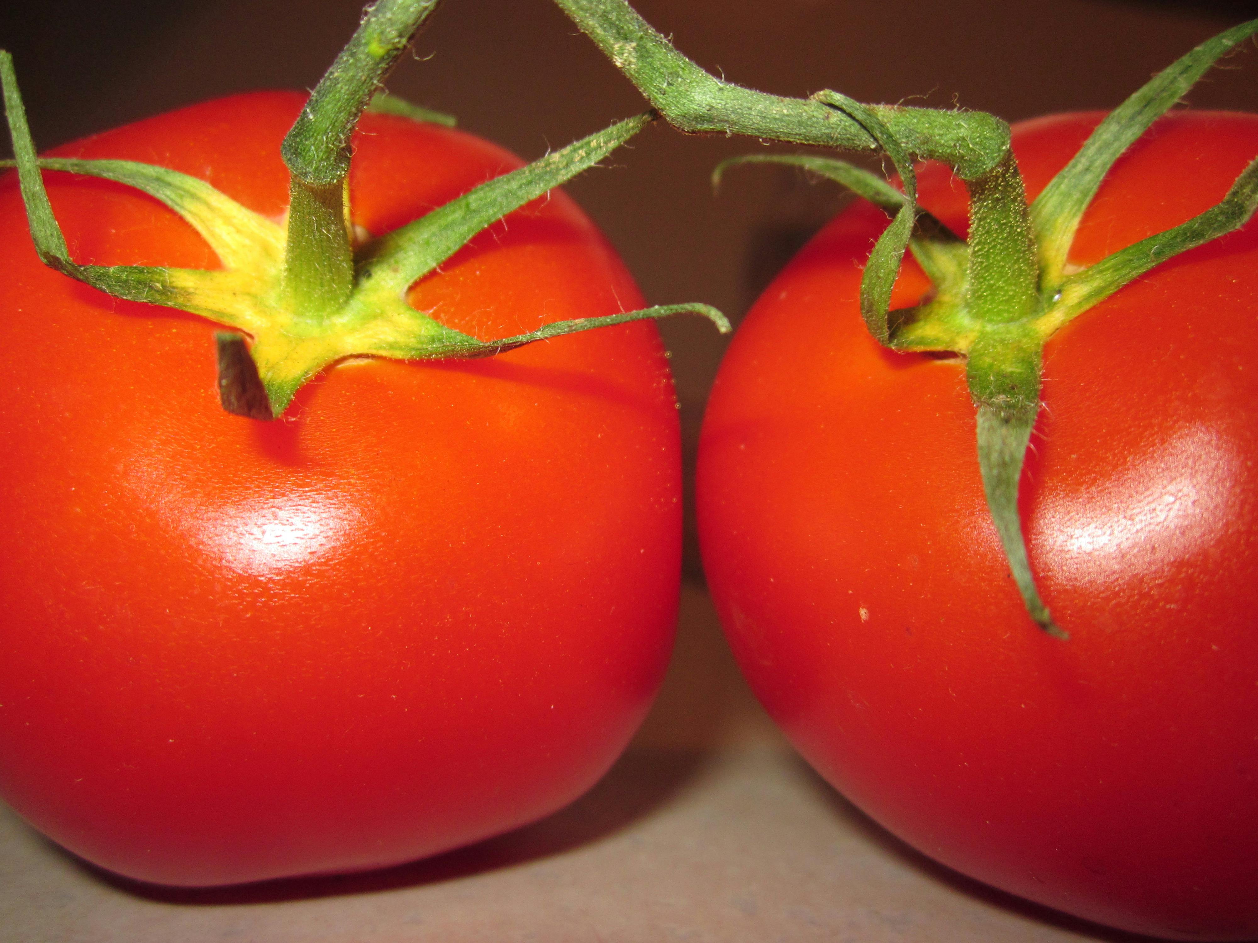Free stock photo of tomatoes