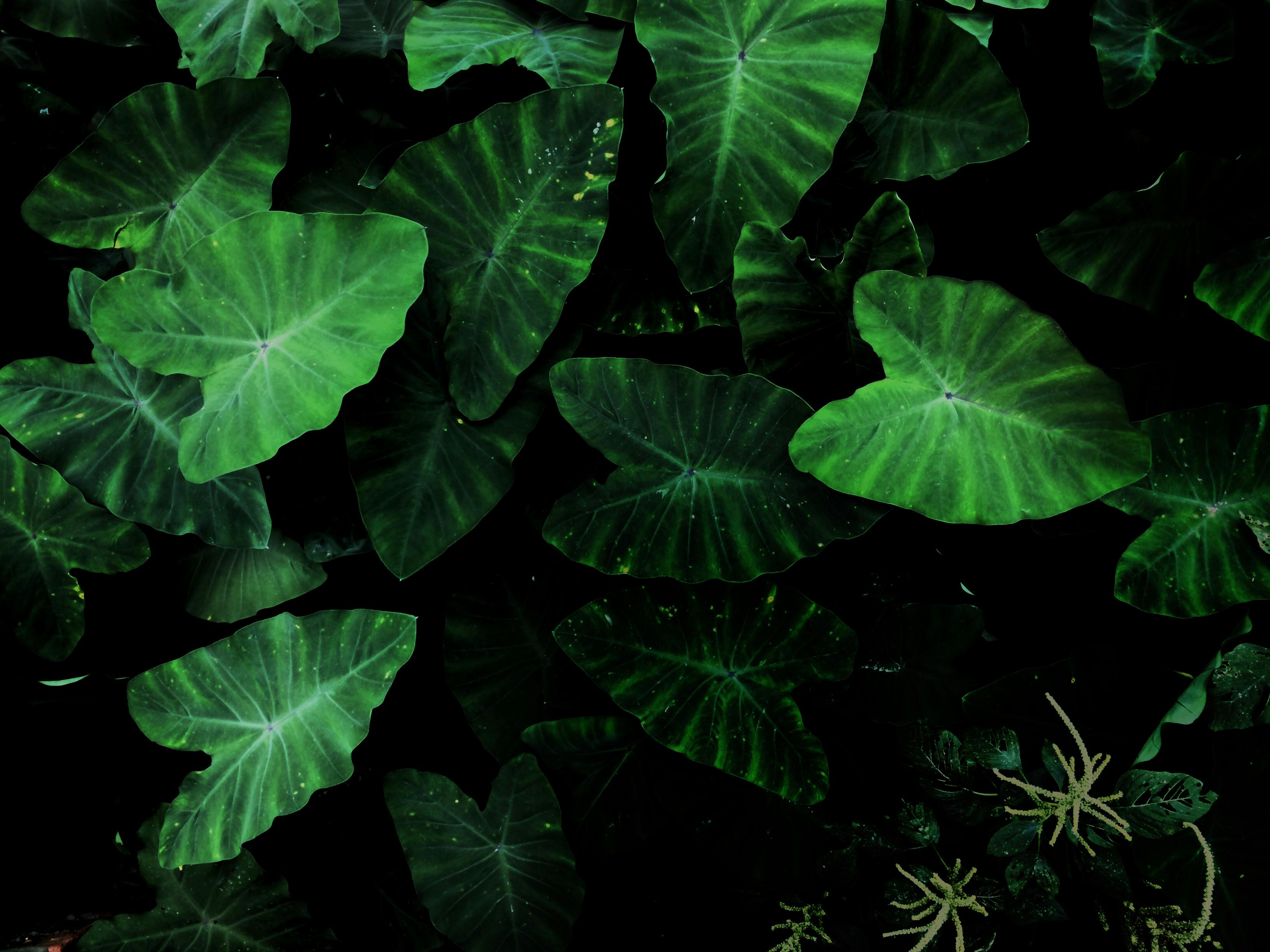 Green Plants Photos, Download The BEST Free Green Plants Stock Photos & HD  Images