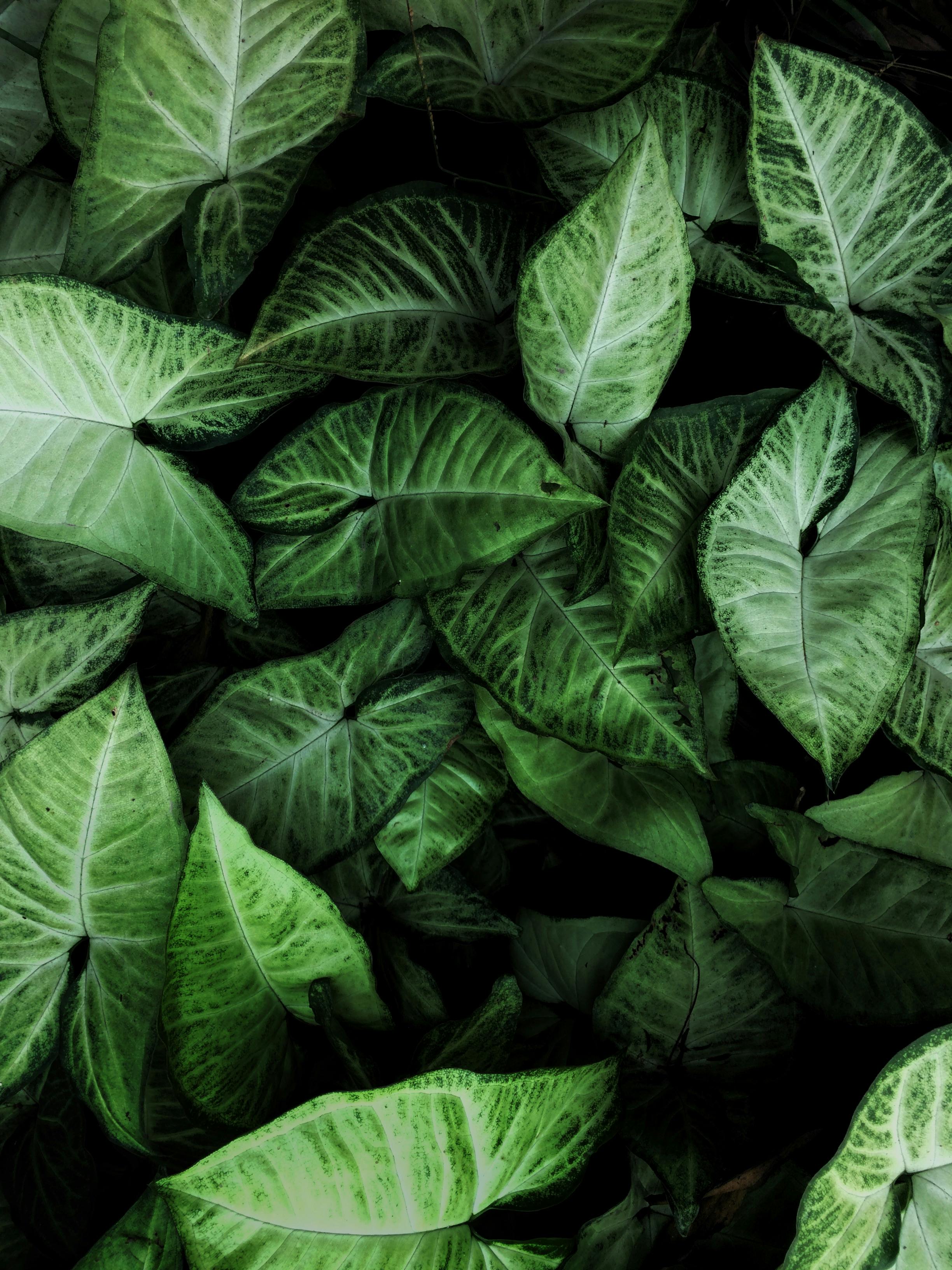 Tropical Leaves Desktop Wallpapers - Top Free Tropical Leaves Desktop  Backgrounds - WallpaperAccess