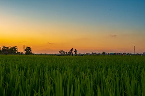 A couple walking through a field at sunset