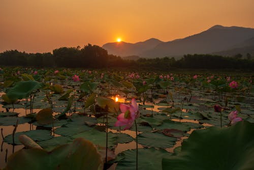 Sunset over lotus pond in the mountains
