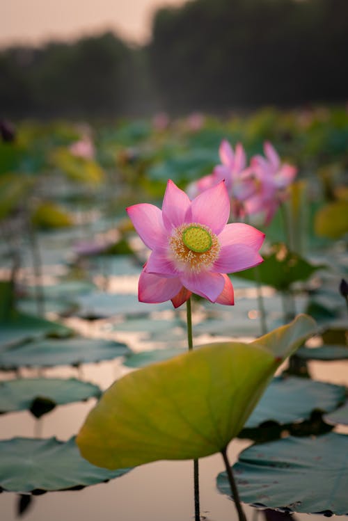 A pink lotus flower blooms in the water