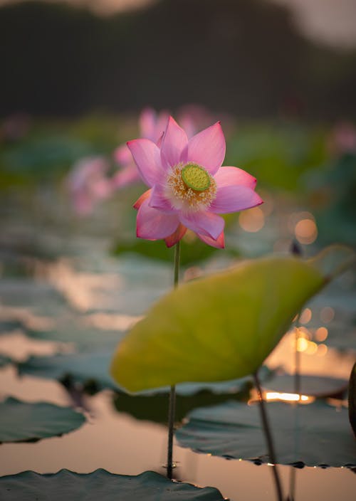 A pink lotus flower in the water with leaves
