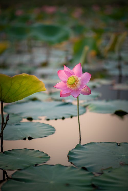 A pink lotus flower is in the middle of a pond