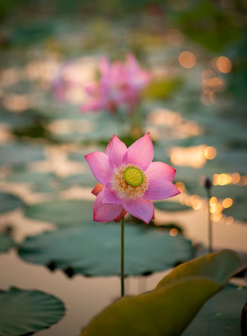 A pink lotus flower in the water with a lot of leaves