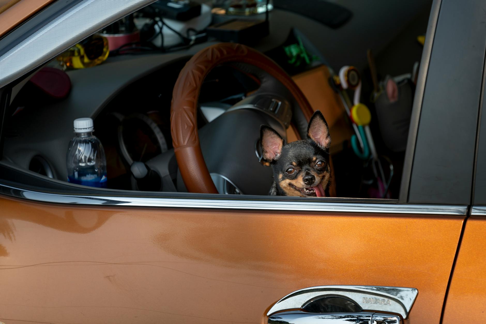 A Chihuahua dog inside a parked car looking through the window.