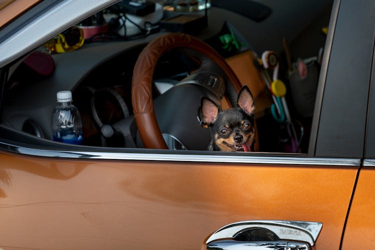 Brown And Black Dog On Yellow Car