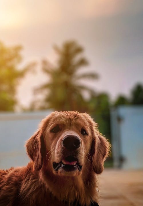 Ritratto Di Un Golden Retriever