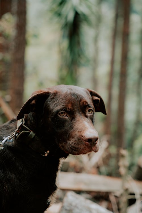 A brown dog with a collar in the woods