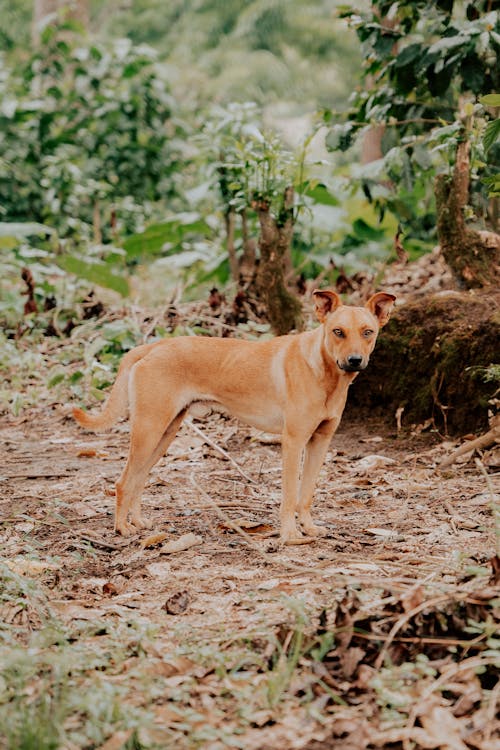 A dog standing in the middle of a forest