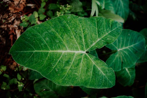 A large leaf with green leaves and green leaves