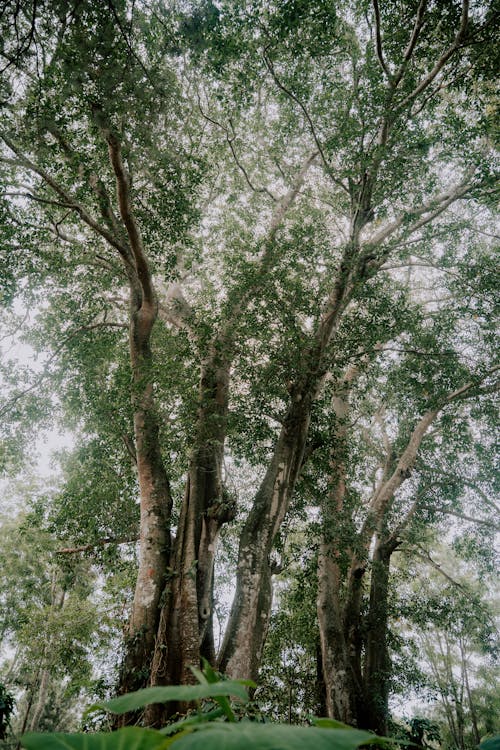 A large tree with many leaves and branches