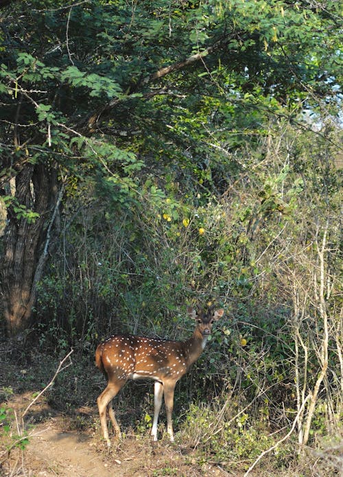 A small deer standing in the woods near a tree