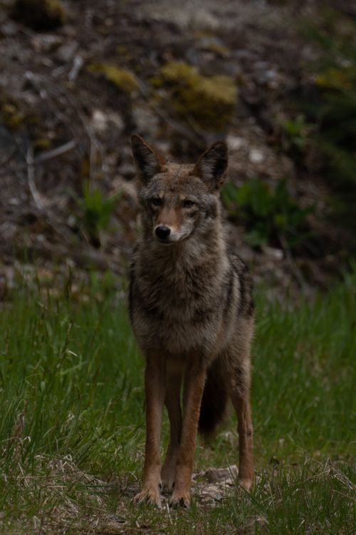 Free A majestic coyote standing alert in a natural forest setting, captured in a candid wildlife photo. Stock Photo