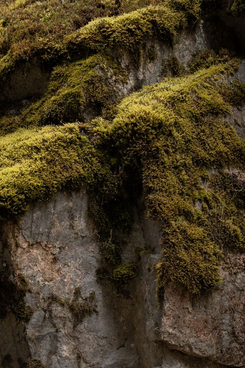 Free Detailed view of dense green moss covering a rugged rock face, showcasing nature's resilient beauty. Stock Photo