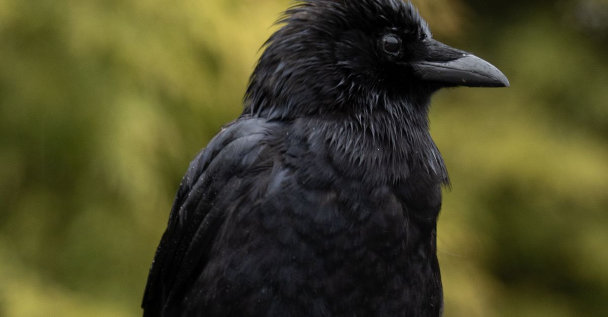 Side View of a Black Crow · Free Stock Photo