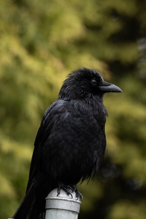 Free Detailed photo of a black crow perched outdoors, showcasing bright plumage and nature setting. Stock Photo
