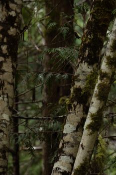 Moss-covered trees in a lush, dense forest showcasing nature's intricate textures.