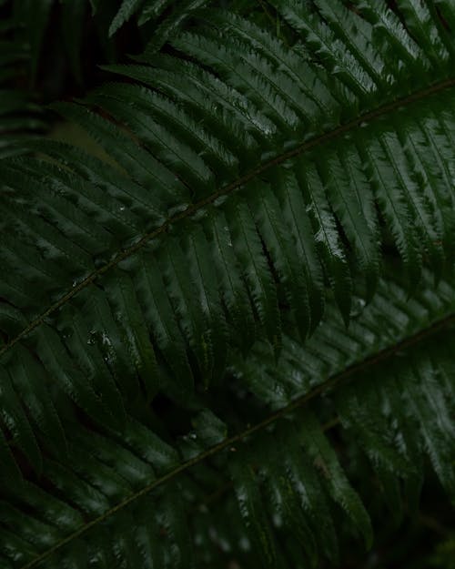 green wet fern 