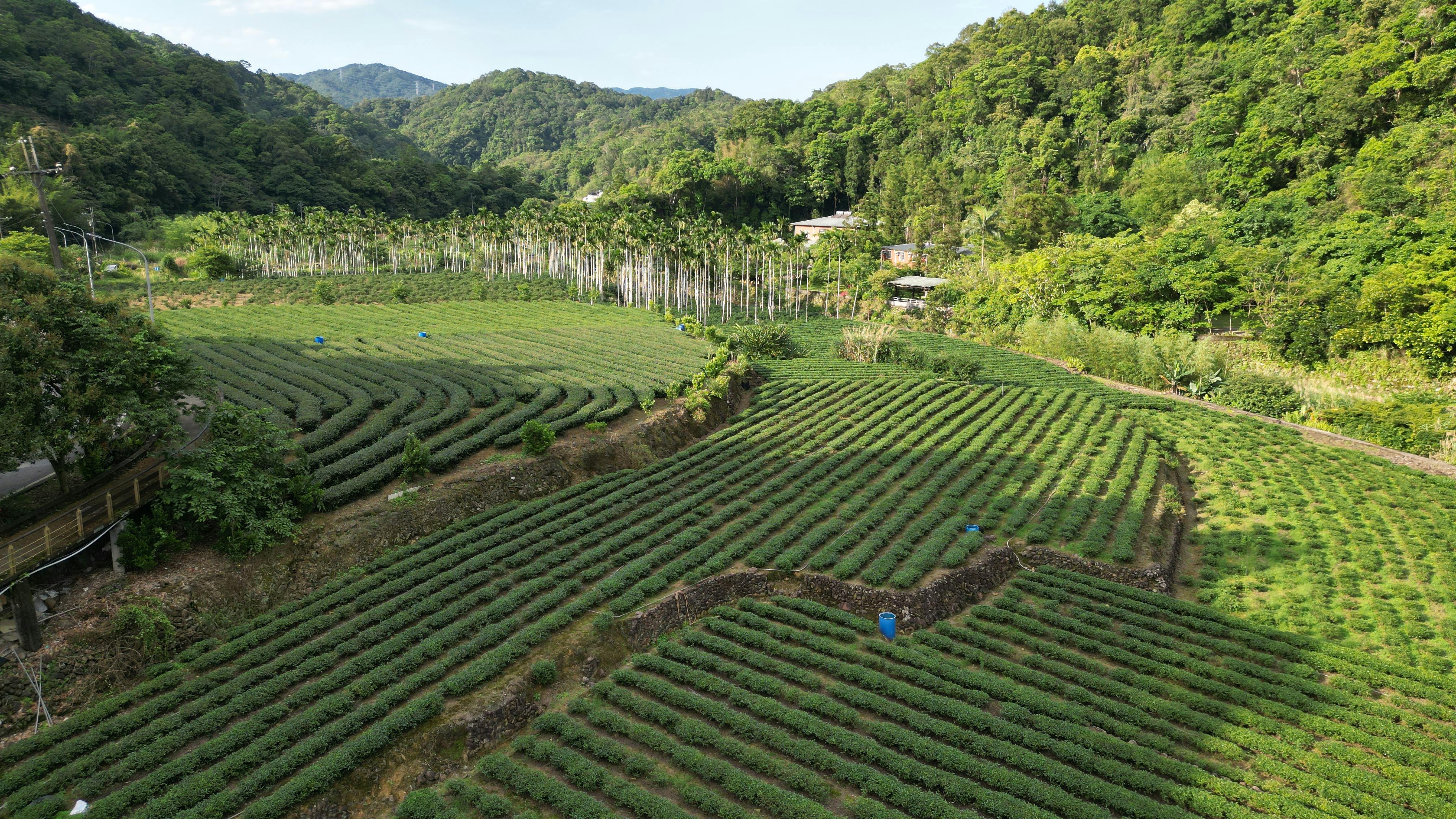 Aerial view of a lush tea plantation in rural Taiwan