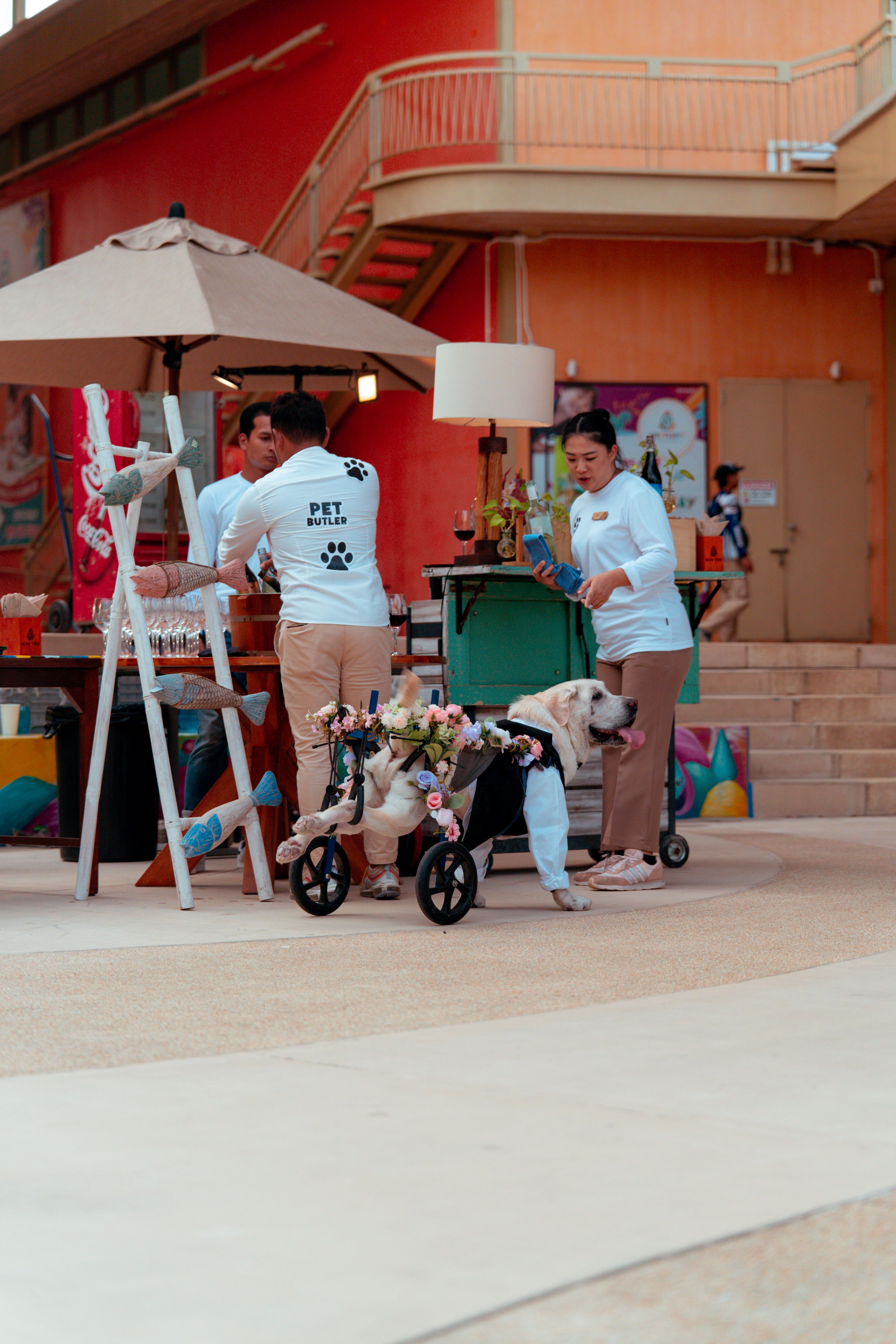 A Dog with a Dog Wheelchair Standing next to People near an Umbrella ...
