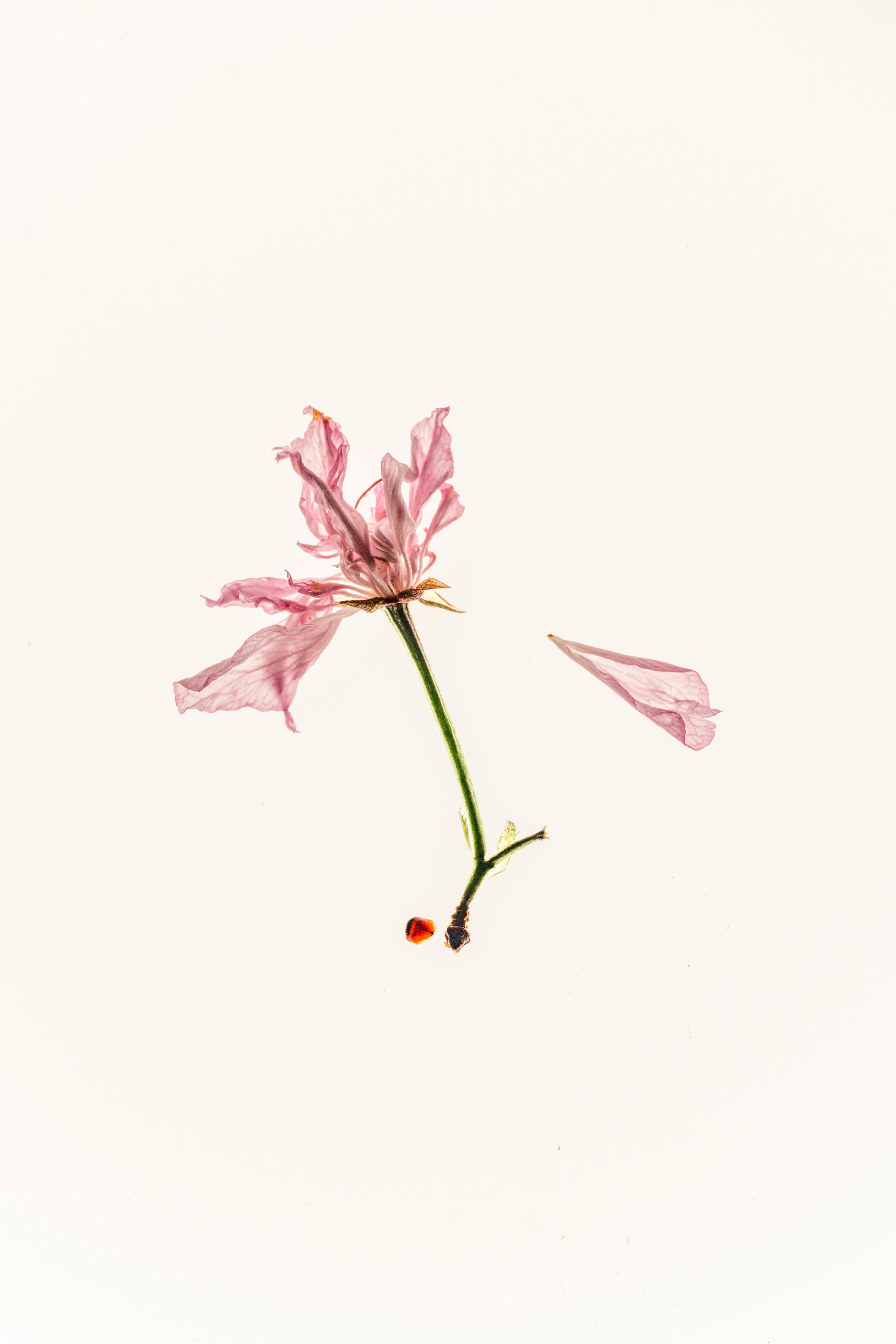 Close-up of a withered pink flower with scattered petals on a white background, showcasing natural elegance.