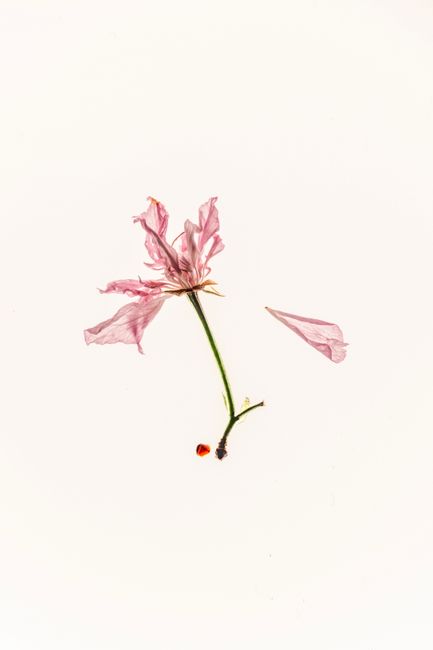 Close-up of a withered pink flower with scattered petals on a white background, showcasing natural elegance.