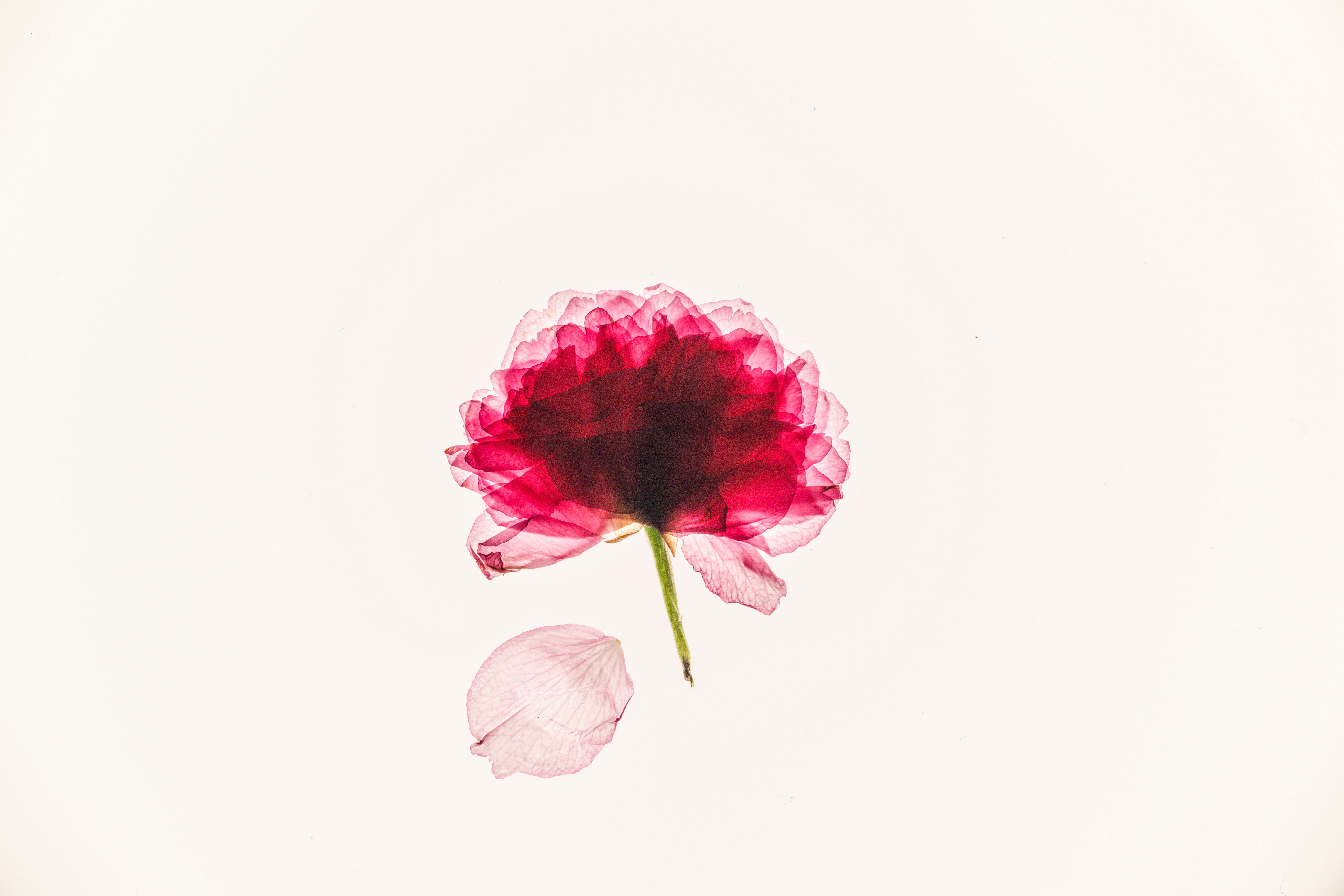Free A vibrant red flower displayed in a minimalist and artistic style, perfect for modern decor. Stock Photo