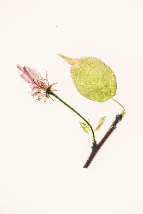 Free Artistic still life of a delicate flower and leaf on a white background, showcasing nature's intricate beauty. Stock Photo