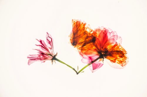Free Artistic shot of translucent flowers with vibrant petals on a white backdrop. Stock Photo