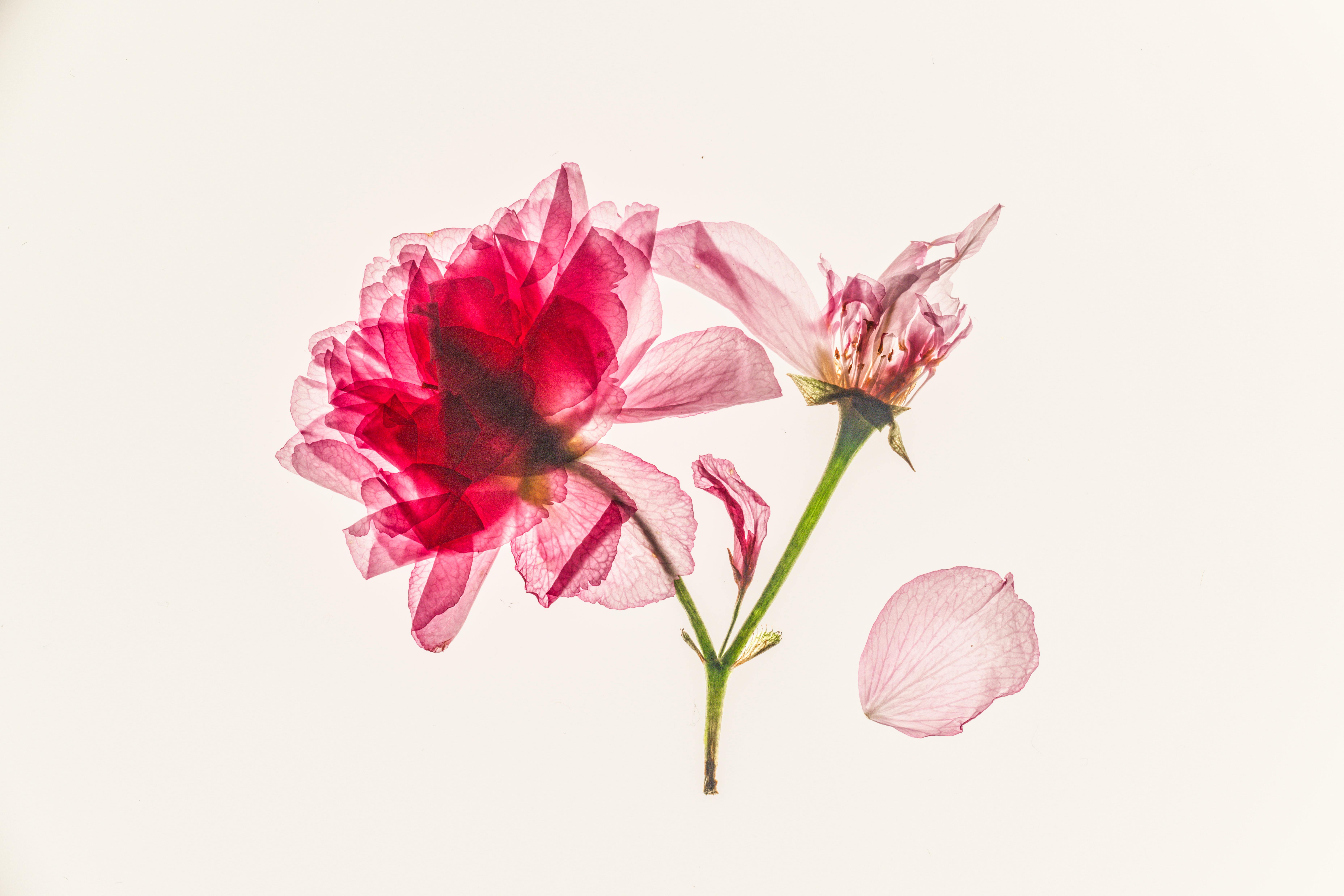 Artistic portrayal of a pink flower with translucent petals on a white background.