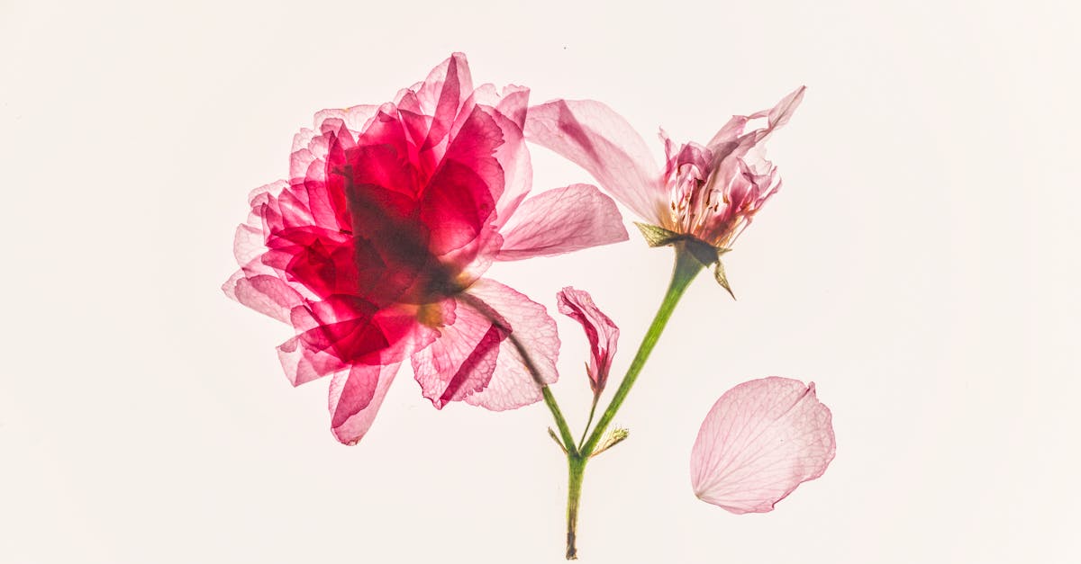 台南國際蘭展:AI技術結合莫內名畫,帶來全新視覺體驗