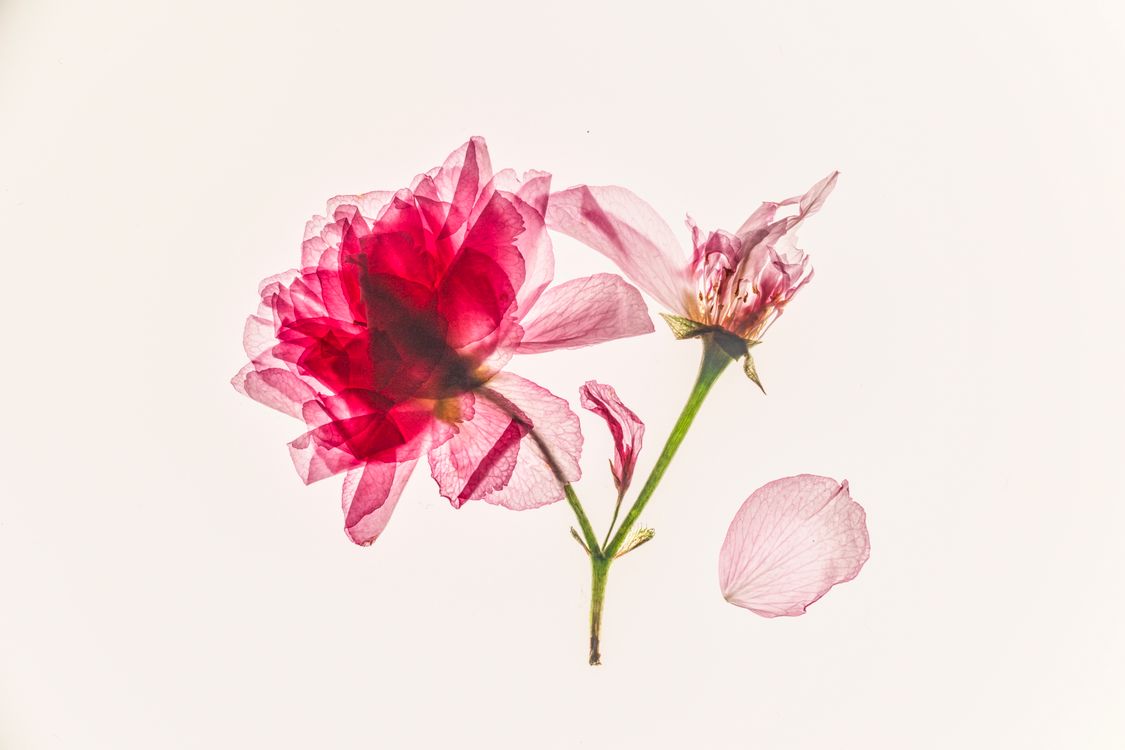 Free Artistic portrayal of a pink flower with translucent petals on a white background. Stock Photo