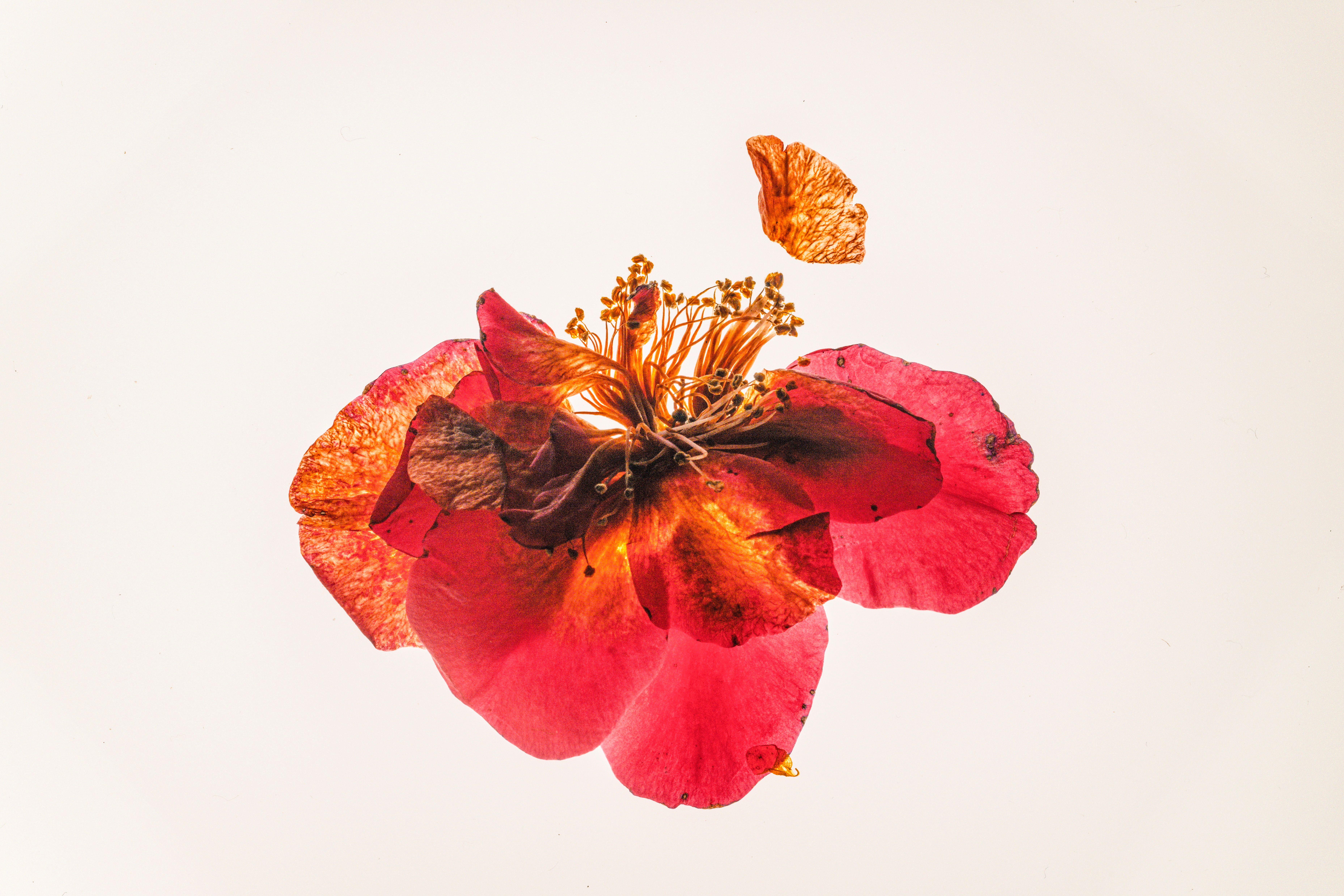 Free Close-up of a vivid red poppy flower with delicate petals and intricate details against a white background. Stock Photo