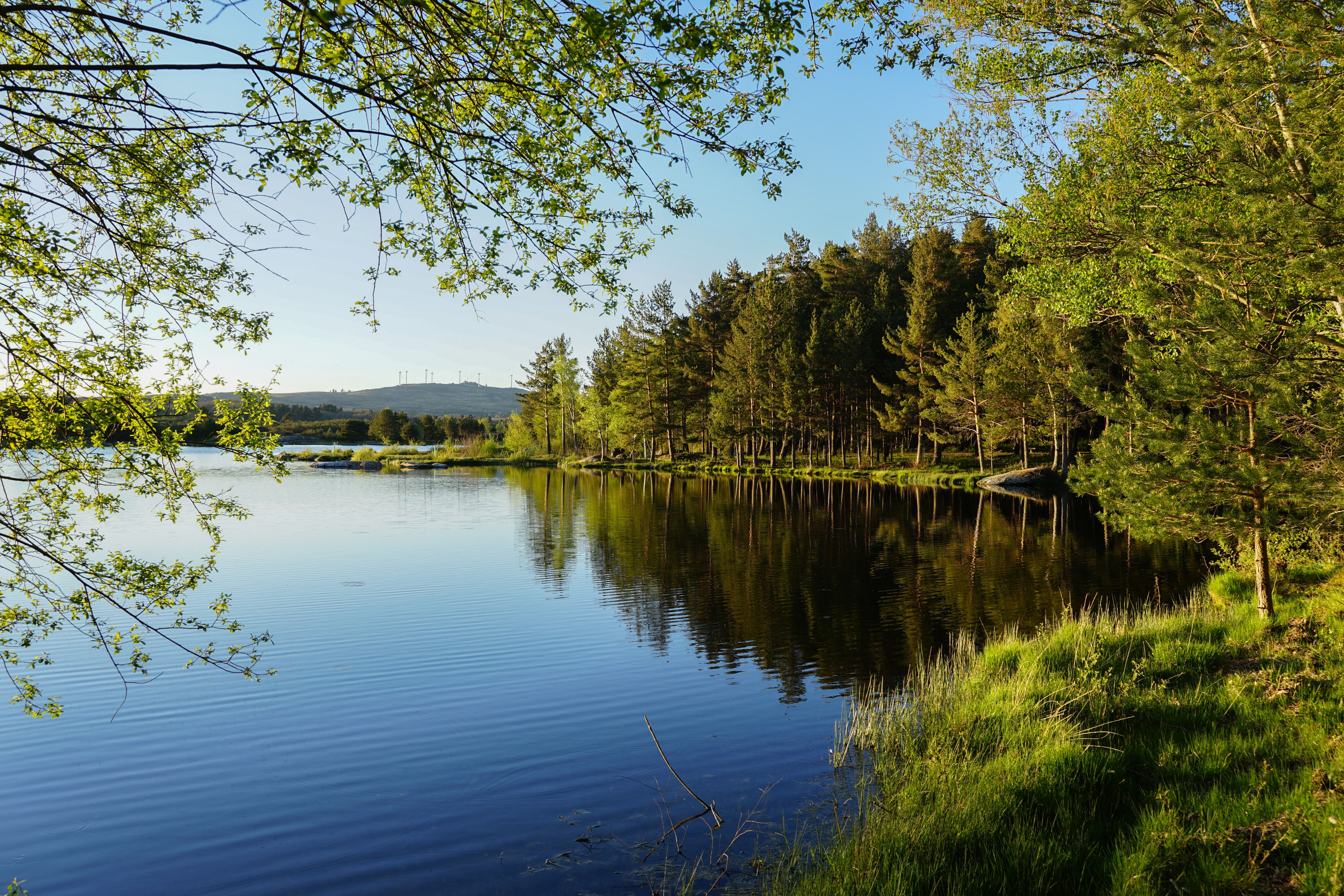 Scenic View of a Lake Surrounded with Green Trees · Free Stock Photo