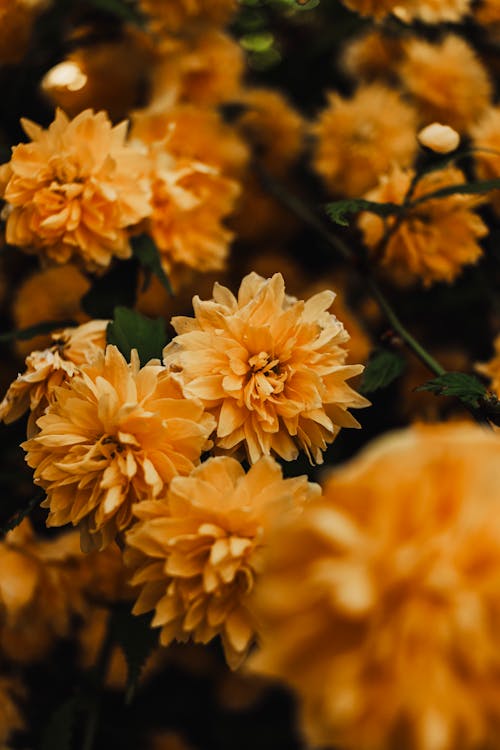 A close up of some yellow flowers