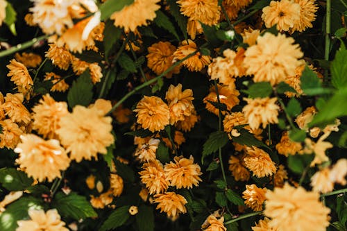 Yellow flowers in a garden with green leaves