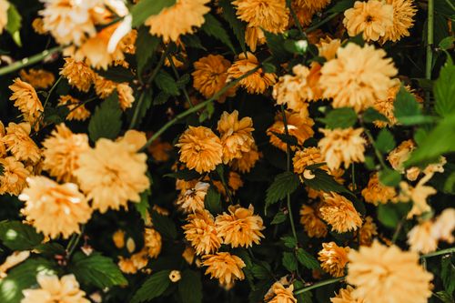 Free Lush bush of yellow Japanese Kerria blossoms in vibrant spring outdoor setting. Stock Photo