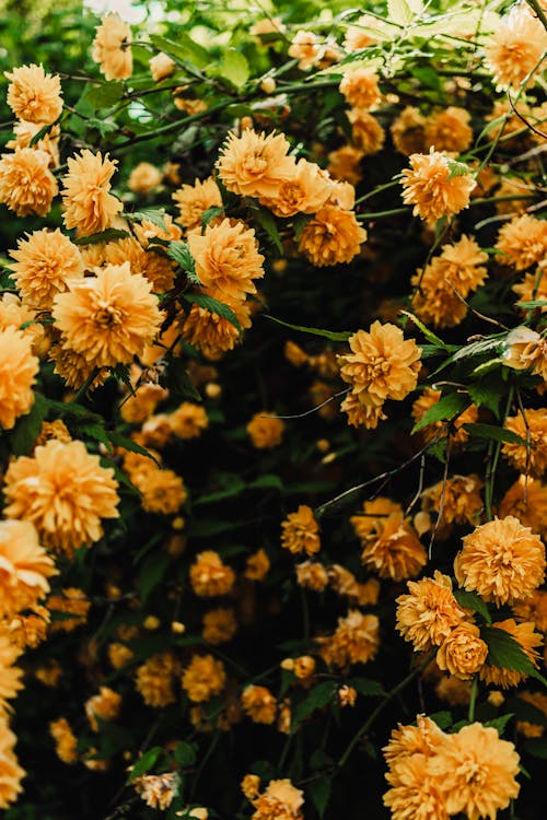 A close up of yellow flowers on a bush