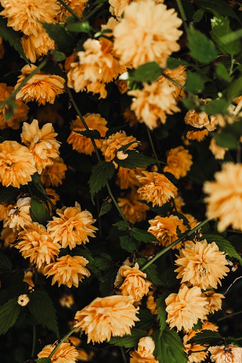 A close up of yellow flowers on a bush