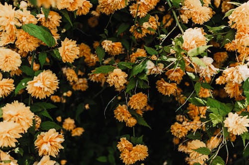 Orange flowers in a garden with green leaves