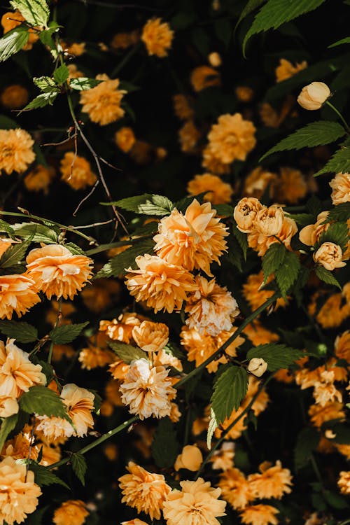 Orange flowers on a bush with green leaves