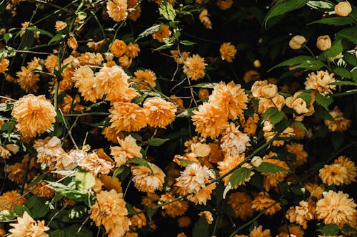 Orange flowers in a bush with green leaves
