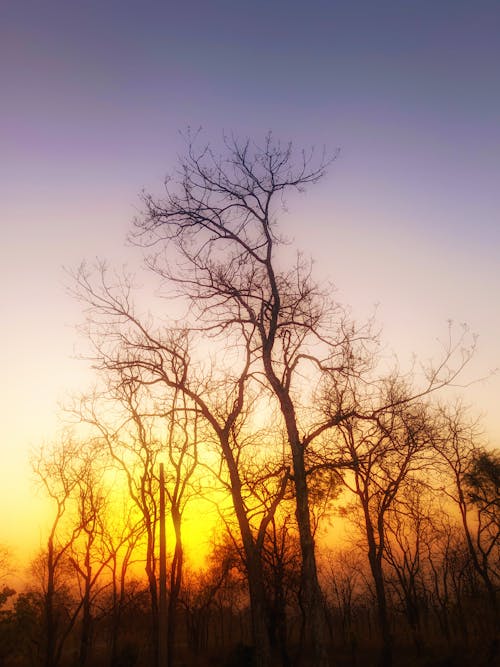 Foto stok gratis Fajar, matahari terbit, pohon musim gugur