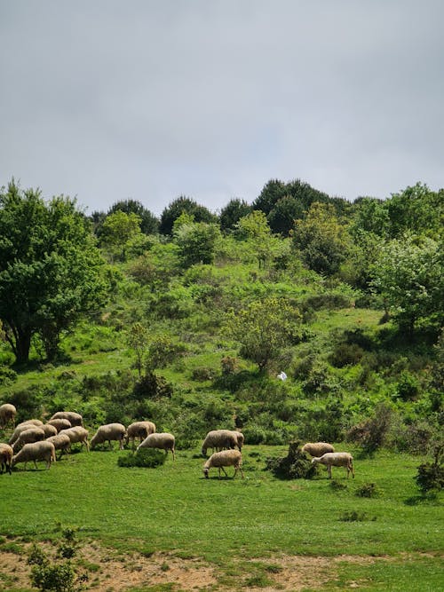 A herd of sheep grazing on a green hillside