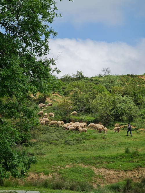 A man walking through a field with sheep